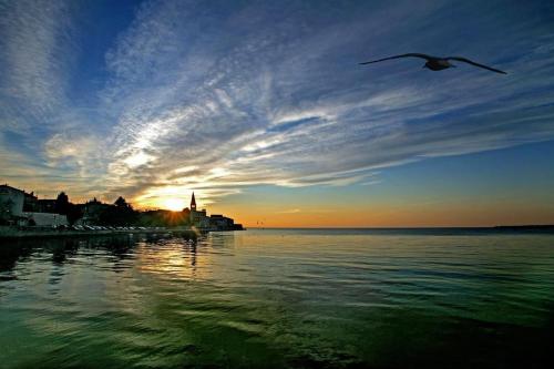 a bird flying over the water at sunset at Apartments Villa Mimi in Višnjan