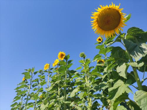 Ferienwohnung KaFaHofにある庭