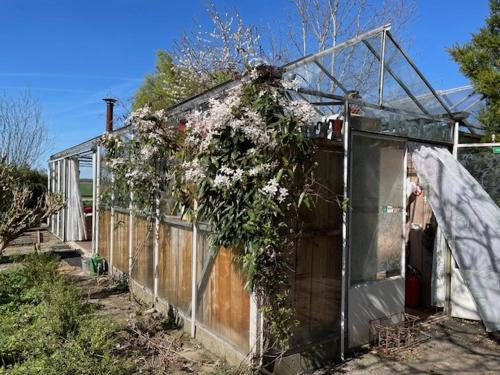 an old house with plants growing on the side of it at Vrijstaande accommodatie Glamping de Kas InN in Hank