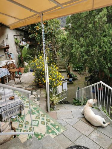 a white dog laying on a patio under an umbrella at Itaca in Varazze