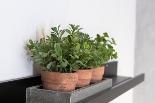four potted plants sitting on a shelf at Primrose lodge cosy 2 bedroom house in a quiet in Norwich