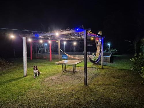 un chien debout dans une cour la nuit dans l'établissement Recanto ágape chalés e cabana, à Rosas