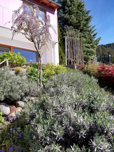 Jardín al aire libre en Zaunkönig