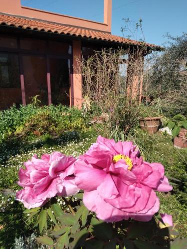 two pink roses in front of a house at la casa di Rosa in Selvatelle