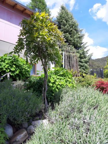 Jardín al aire libre en Zaunkönig