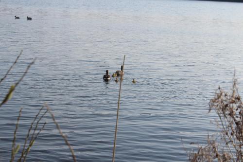 two people are swimming in the water at LandBrise in Petersfeld