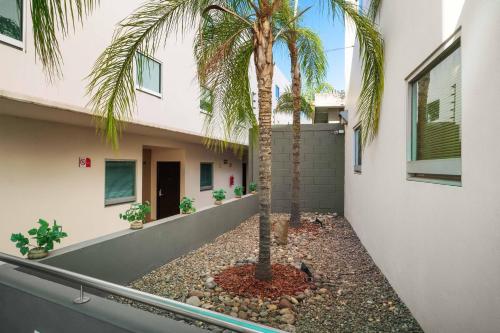 a palm tree in the courtyard of a building at Homesuites Rotarismo in Culiacán