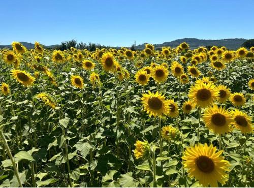 a large field of sunflowers on a sunny day at house solemonte in Montescudaio