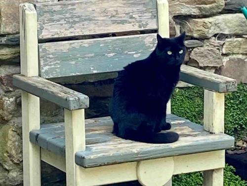 a black cat sitting on a wooden bench at Beautiful renovated stone house for Dog friendly, Quayside location in Newport