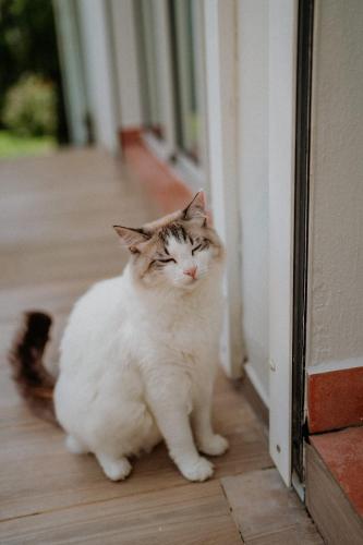 a cat sitting on a wooden floor looking at the camera at Villa Manika vue mer in Le Moule