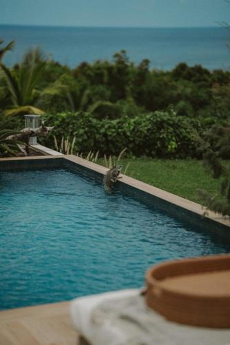 a bird standing on the edge of a swimming pool at Villa Manika vue mer in Le Moule