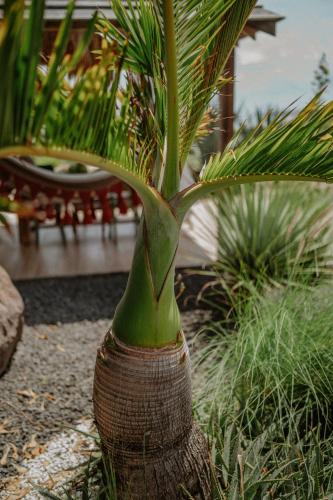 a green plant in a vase in a garden at Villa Manika vue mer in Le Moule