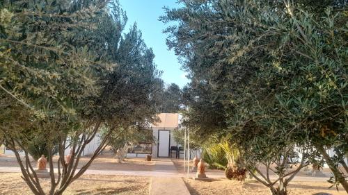 a group of trees in front of a building at Trek desert Morocco Sarl in Taouz