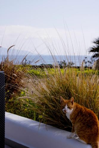 Ospiti di Julia's Beach Studio, familienfreundlich am Meer,mit XL Terrasse, Meerespanorama con animali domestici