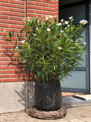 Um jardim em NeNe