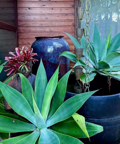 a group of potted plants sitting next to each other at Tranquil Family Oceanview Pool Oasis Sleeps 6 in Ocean Shores