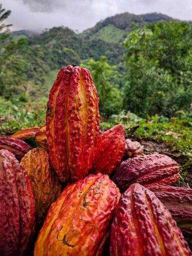 a pile of red and orange vegetables in a field at Finca Rústica, Cocorná - Cacao, Charcos y Cascadas in Cocorná