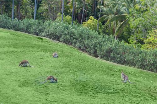 three monkeys grazing in the grass in a field at Poinciana 012 & Free Buggy Hamilton Island in Hamilton Island