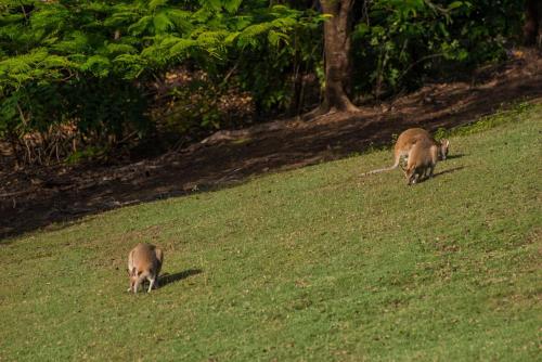 two animals grazing in the grass in a field at Poinciana 012 & Free Buggy Hamilton Island in Hamilton Island