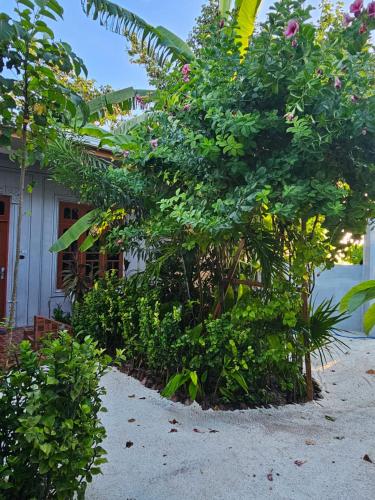 a tree in front of a house with flowers at Sunset Beach View in Dhangethi