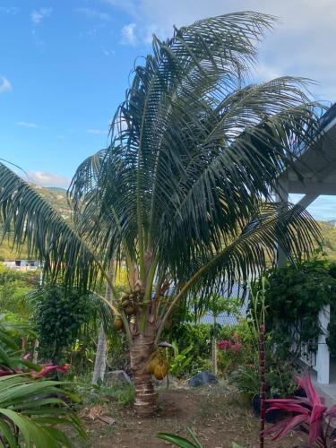 a palm tree in front of a house at logement insolite sous les tropiques in Grand Case