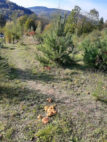 a pile of mushrooms on the ground in a field at Villa of Roses in Lanckorona