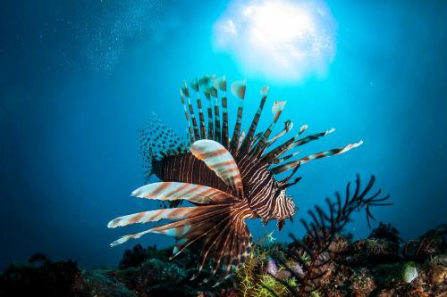 a lion fish swimming on the ocean floor at Bubu Homestay Tulamben in Tulamben