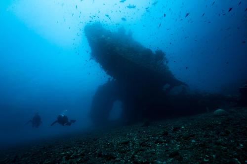 a large whale shark in the ocean with people underwater at Bubu Homestay Tulamben in Tulamben