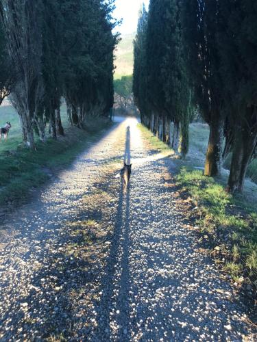 a dog walking down a tree lined road at Villa Poggio dei Cipressi in Subbiano