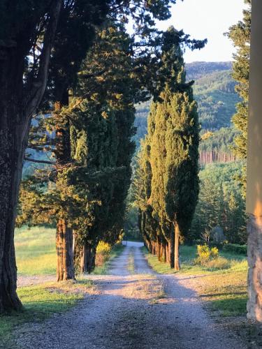 a dirt road with trees on both sides at Villa Poggio dei Cipressi in Subbiano