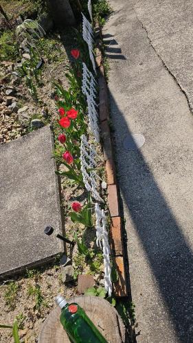 a flower garden with red flowers and a bottle at 民宿SAZANAMi in Hagi