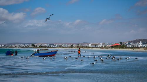 a group of birds on a beach with a boat at Dankbaar Holiday Home in Paternoster