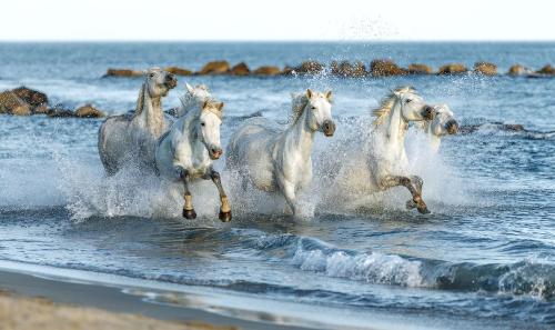 a group of white horses running in the water at Nuits Salines Salin de Giraud in Salin-de-Giraud