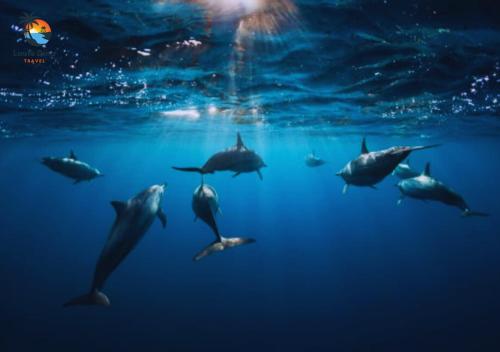 a group of dolphins swimming in the water at Stylish 2-Beds beach side apart with common pool Post Lafayette in Roches Noires