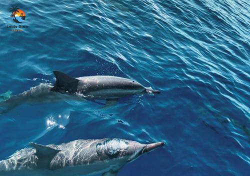 a couple of dolphins swimming in the water at Stylish 2-Beds beach side apart with common pool Post Lafayette in Roches Noires