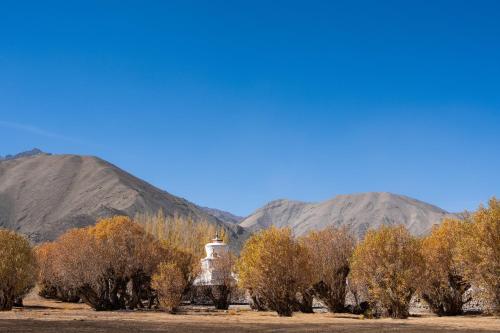 a group of trees with mountains in the background at The Postcard in The Himalayan Willows, Stok, Leh in Leh