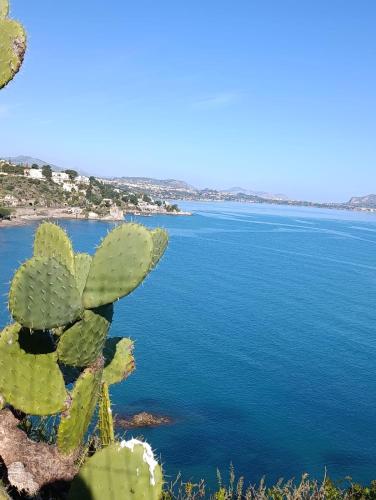 a cactus on the shore of a body of water at Guarda l'alba in Altavilla Milicia
