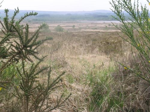 a field of tall grass with trees in the background at Ti Gwen in Plonévez-du-Faou