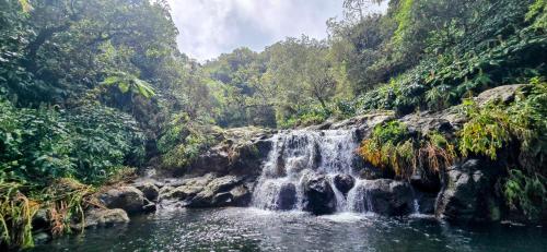 a waterfall in the middle of a forest at Case Tortue - chambres chez l'habitant - 3 étoiles in Les Avirons