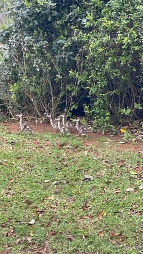 a group of birds sitting in the grass at Luxury Self Catering Studio in Eco Estate in Ballito