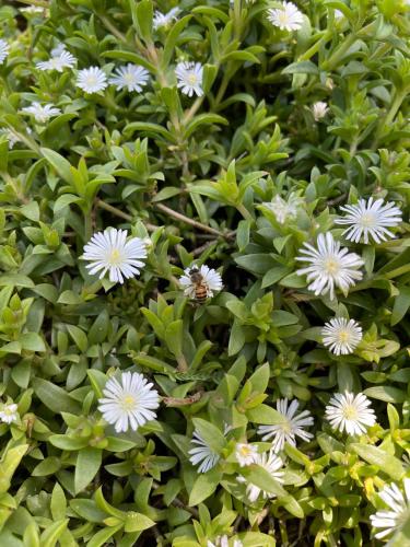 a group of white flowers with green leaves at Luxury Self Catering Studio in Eco Estate in Ballito