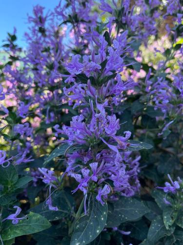 a bunch of purple flowers with green leaves at Luxury Self Catering Studio in Eco Estate in Ballito
