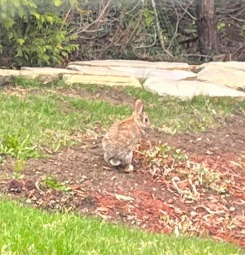 a rabbit sitting on the ground in the grass at La campagne en ville avec spa in Laval