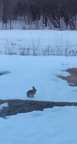 a coyote laying on the ground in the snow at La campagne en ville avec spa in Laval