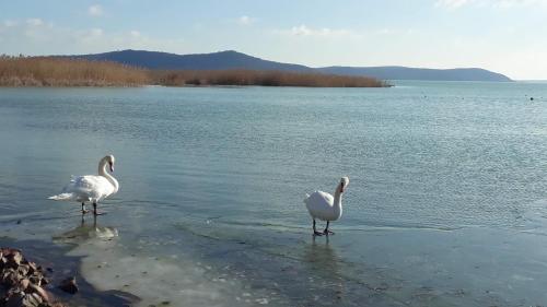 two birds standing in the water on a lake at Lent a Parton Apartmanház in Balatonudvari