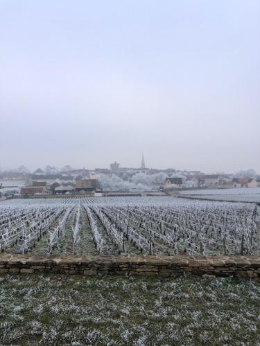 a field of crops with snow on the ground at Au 8 à Meursault, Magnifique maison Bourguignonne au pied des vignes, jardin, places de parking privée in Meursault