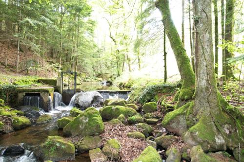 un ruisseau dans une forêt avec une cascade dans l'établissement Le Bois Des Fées, à Les Martys