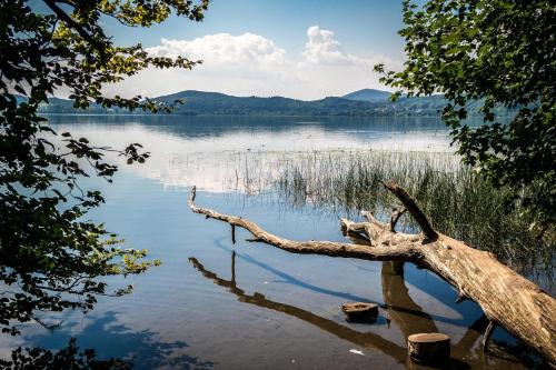 a tree branch laying in the middle of a lake at Eifel im Herzen in Hambuch