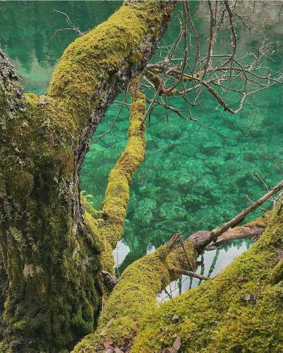 a tree covered in green moss next to a body of water at Guest House Ethno Village Milogora in Pluzine