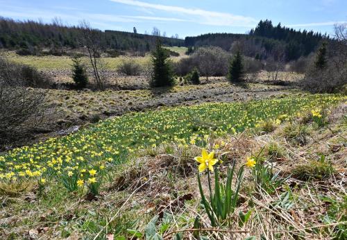 a field full of yellow flowers in a field at Ferienwohnung Eifel-Life in Simmerath
